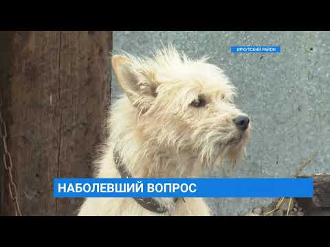 Видео: Приют для животных "Пять звезд"