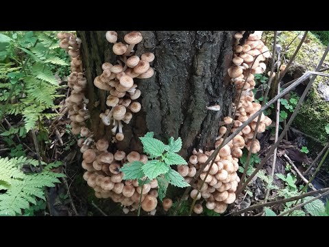 Видео: 15.09.23г За Опятами✅10кг🥺‼️но до дома не довезла‼️