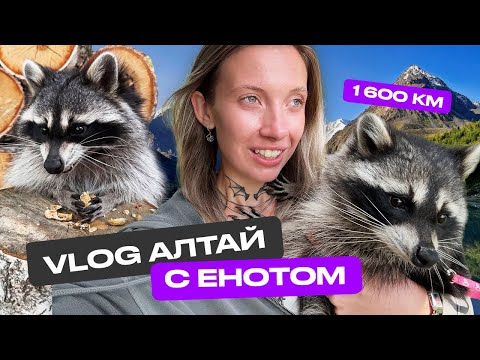 Видео: VLOG АЛТАЙ С ЕНОТОМ | 30 ЧАСОВ НА МАШИНЕ | 1 600 КМ