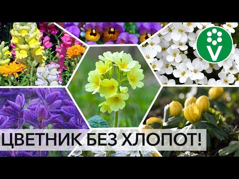Видео: ПОСЕЙТЕ РАЗ И НА ВСЮ ЖИЗНЬ! Лучшие цветы, которые размножаются сами!