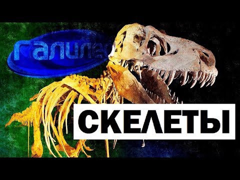 Видео: Галилео. Скелеты ☠ Skeleton