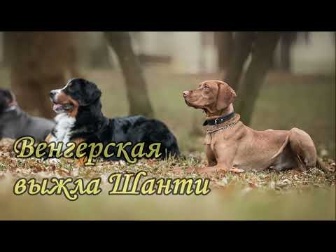 Видео: Венгерская выжла Шанти. Взрослеем вместе с АртаДог