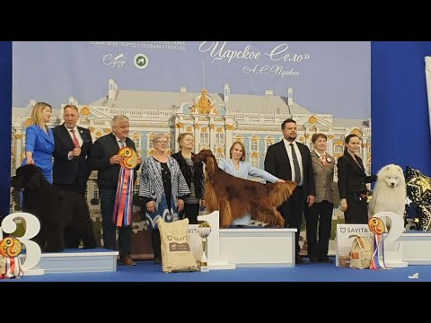 Видео: 05.05.2024, СПб. Клуб "Сириус". Рейтинговая выставка собак всех пород "ОТЕЧЕСТВО НАМ ЦАРСКОЕ СЕЛО"