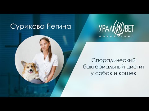 Видео: Спорадический бактериальный цистит у собак и кошек. Сурикова Регина #убвк_нефрология #убвк_урология