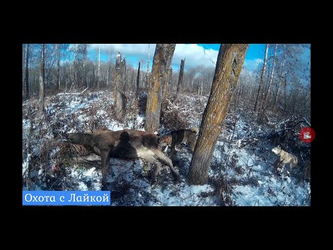 Видео: Охота c Лайкой