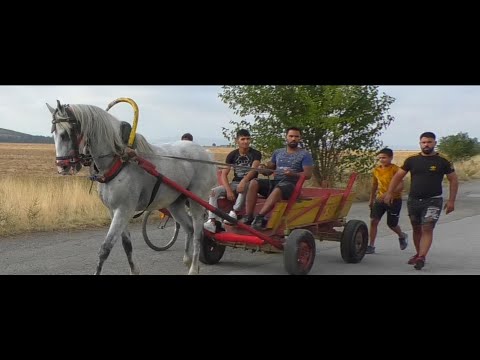 Видео: Кушията На Серго 2024