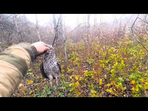 Видео: Охота на рябчика.Добыл себе ужин.