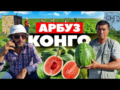 Видео: Арбуз Конго 🍉🚛💸