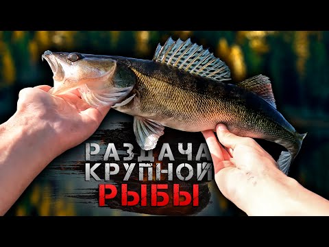 Видео: 🔥 100 ПОКЛЁВОК в центре КИЕВА! ЛУЧШАЯ РЫБАЛКА СЕЗОНА 🔥