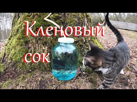 Видео: Пополнение в хозяйстве. Весна на Лесном Хуторе.