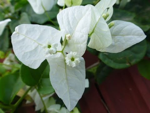 Видео: Мои саженцы Бугенвиллеи. Обзор, черенкование.