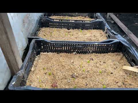 Видео: Выгонка тюльпанов на опилках, 19.01.2025