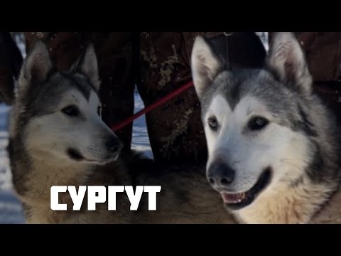 Видео: Племенной кобель Сургут