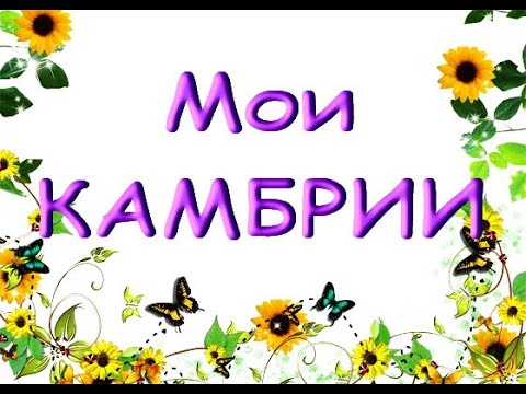 Видео: Мои КАМБРИИ:мильтонидиум,одонтоцидиум и брассия.ОРХИДЕИ.