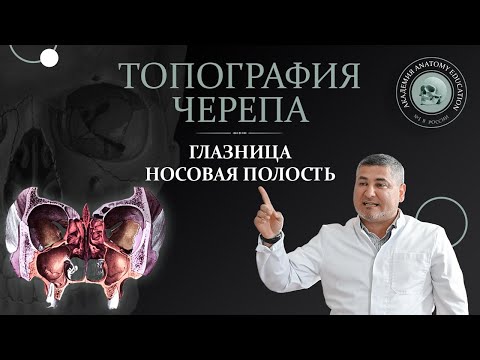 Видео: Топография черепа. Глазница. Носовая полость. Крылонёбная ямка