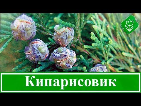 Видео: 🌲 Растение кипарисовик – посадка и уход; виды и сорта кипарисовика; выращивание кипарисовика