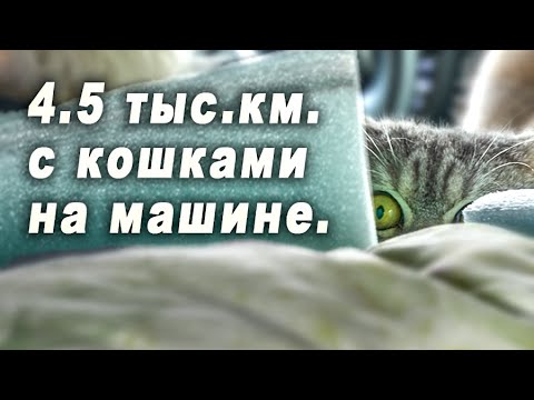 Видео: Как кошки пережили 4400 км ДОРОГИ и СТРЕССА.