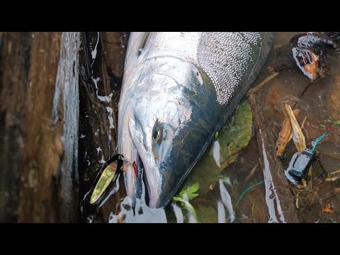 Видео: Массовый ход тихоокеанского лосося!!! Рыбалка в на севере Приморского края!!! Горбуша атакует!!!