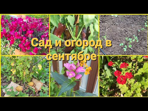 Видео: ПРОШУ СОВЕТ//ПАШУ КАК ЛОШАДЬ//ПРОГУЛКА ПО САДУ