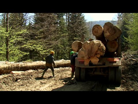Видео: Эфиопия/Румыния: ежедневная опасность водителей