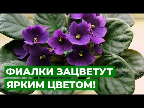 Видео: СПАСТИ ФИАЛКУ | Всё, что нужно для пышного цветения фиалок