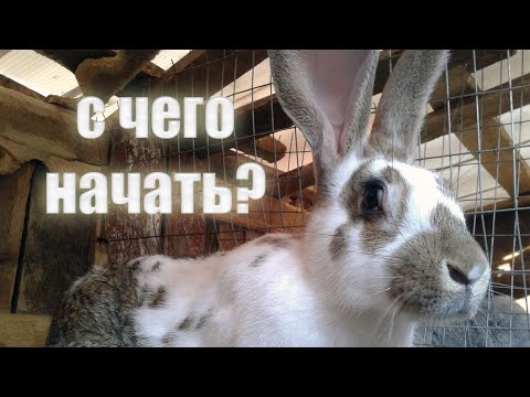 Видео: С чего начать разведение кроликов