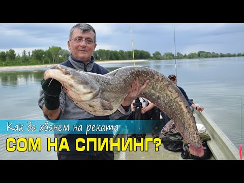 Видео: СОМ НА СПИНИНГ и как да го хванем на реката