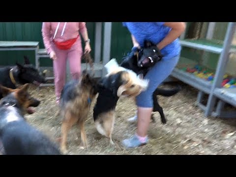 Видео: Когда собаки дерутся, что делать? Выпуск 5.