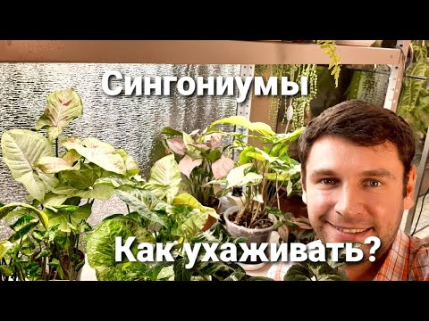 Видео: Сингониумы / Как я за ними ухаживаю?