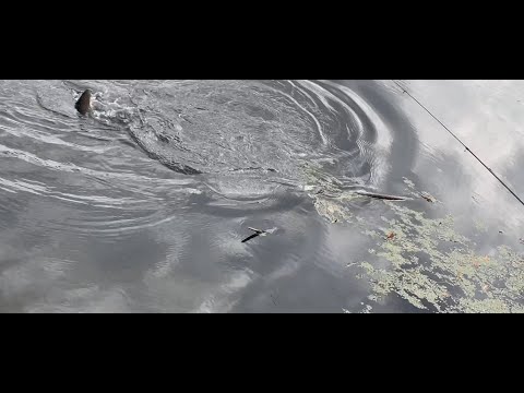 Видео: Ловля трофейних карповых осенью. Простой рецепт технопланктона который ловит. #рыбалка #толстолобик