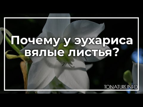 Видео: Почему у эухариса вялые листья? | toNature.Info