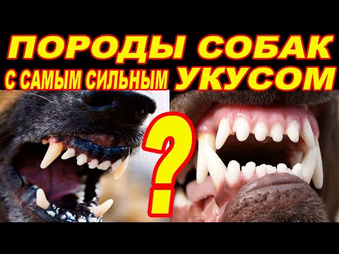 Видео: 23 Породы Собак с Самым Сильным Укусом