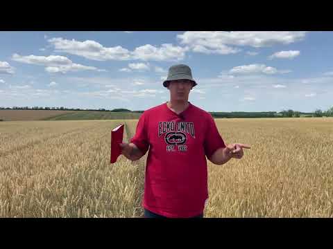 Видео: Колісниця і john Deere. Порівняння густоти колосу.