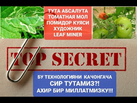 Видео: Помидор курти Тута Абсалута ни  энди битта ишловнинг ўзида қириб ташланг.