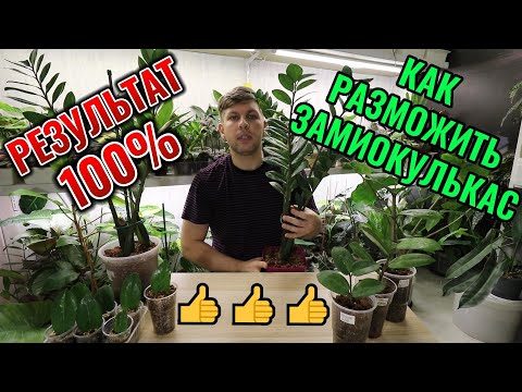 Видео: РАЗМНОЖЕНИЕ ВАРИЕГАТНОГО ЗАМИОКУЛЬКАСА РЕЗУЛЬТАТ 100%