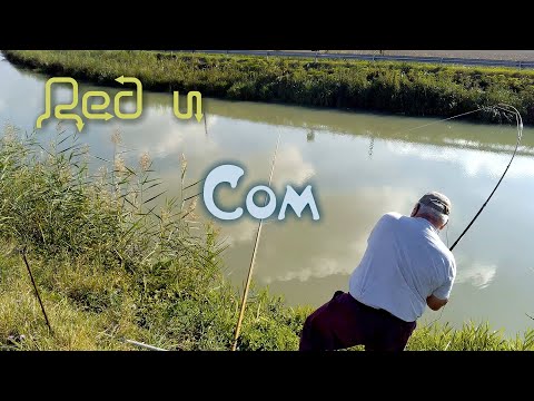Видео: Дед борется с сомиком.  #рыбалка #fishing #carpfishing #рыбалкасдедом