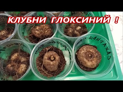 Видео: КЛУБНИ 🌺 ГЛОКСИНИЙ 🌺 урожай 23 года‼️