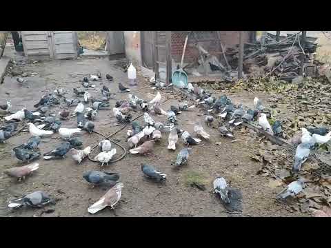 Видео: Разговор на тему:"НИКОЛАЕВСКИЕ ГОЛУБИ"#pigeon #birds #pigeonlover #топ #птицы #красиво