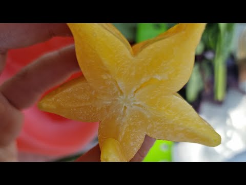 Видео: Часть 1, обзор теплицы 03.10.21, Киевская обл.