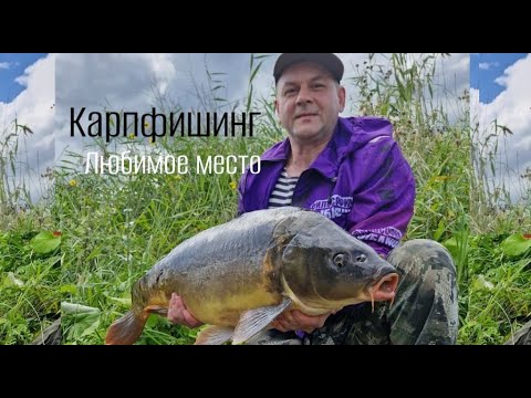 Видео: Карпфишинг. Любимое место