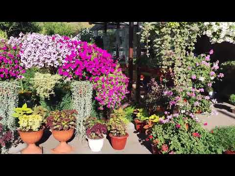 Видео: Дихондра серебристая. Как быстро нарастить шикарные ампельные плети. Солнце или тень? Чем удобряю.