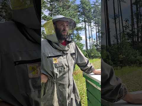 Видео: сбор пчелами гречишного мёда