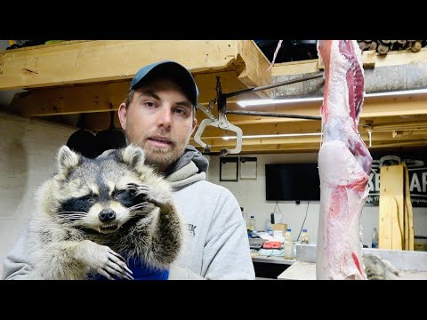 Видео: Обработка меха — снятие шкуры с головы енота (идеальные глаза и уши)