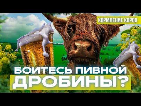 Видео: Боитесь пивной дробины? Смотрите видео...