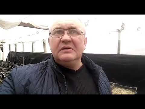 Видео: Как выбрать поставщика луковицы тюльпанов | Мой опыт