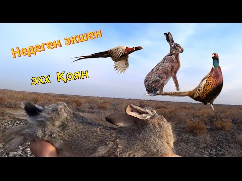 Видео: ҚОЯН ҚЫРҒАУЫЛДАРҒА Аңшылық Охота на зайцев и фазана Декабрь 2023 Pheasant hunting…