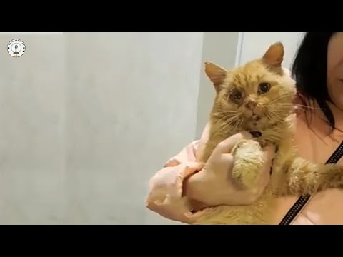 Видео: Он носил пули в теле, и его слёзы прекратились, когда ветеринар раскрыл правду.