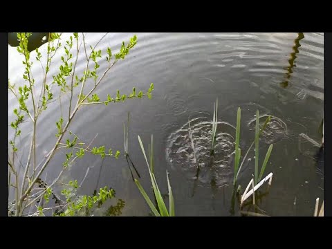 Видео: РЫБАЛКА НА КАРАСЯ . ЛОВЛЯ КАРАСЯ  . НЕОДНОЗНАЧНАЯ РЫБАЛКА .