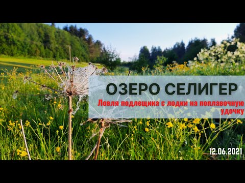 Видео: Рыбалка на Селигере с лодки на поплавок. Шикарный улов.