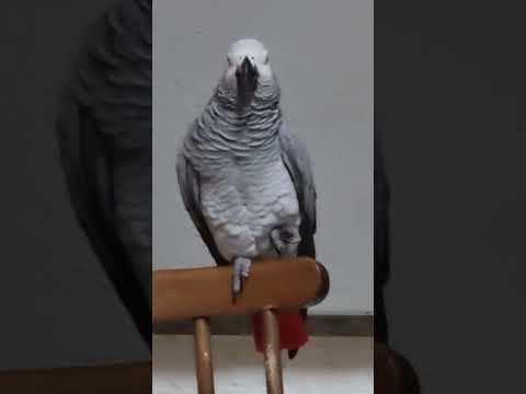 Видео: Кто ты Кира? Друг, козел и орел!